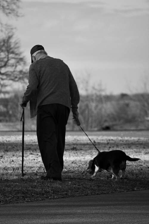 Dog Old Man Walk Elderly Pet