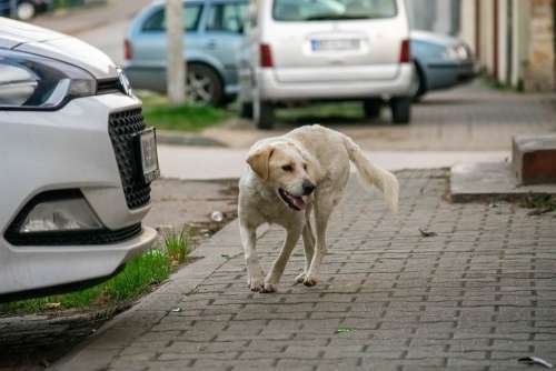 Dog Pet Animal Urban