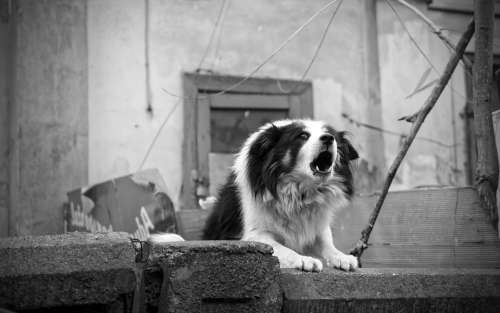 Dog Barking Fence Home Black And White Angry