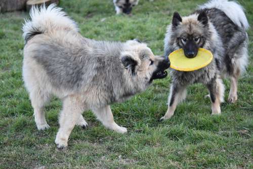 Dogs Dogs Eurasier Dogs Play Frisbee Eurasier
