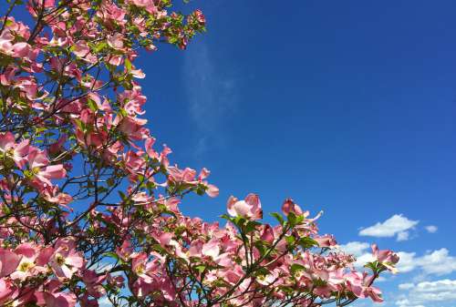 Dogwood Blossoms Spring Sky Pink Blue Bloom