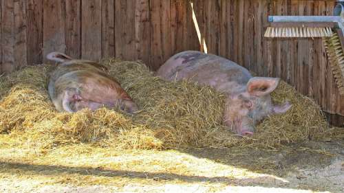 Domestic Pig Pig Lying Sleeping Animal Livestock
