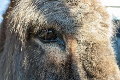 Donkey Livestock Ungulate Animal Donkey Head Fur