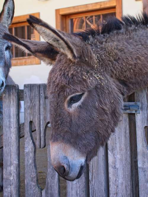 Donkey Head Ears Beast Of Burden Livestock Mammal