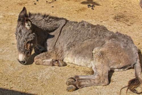 Donkey Head Ears Beast Of Burden Livestock Mammal