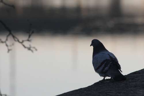 Dove Morning Water Nature Bird Animal