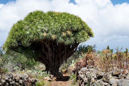 Dragon Tree Tree Tenerife Dracaena Landscape Plant