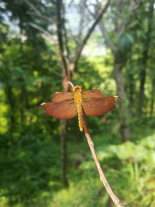 Dragonfly Insect Camouflage