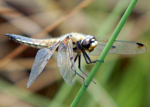 Dragonfly Four Spotted Chaser Nature Flying Insect