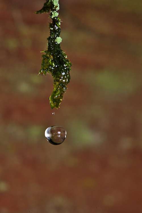 Drop Of Water Moss Forest Water Drip Wet Green
