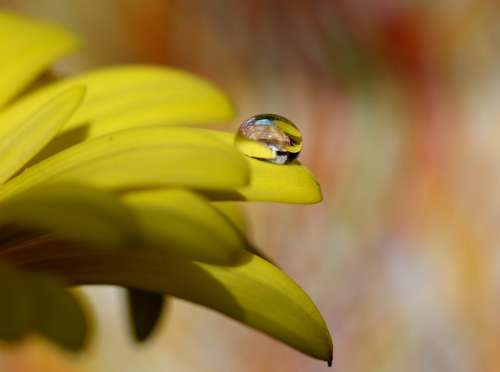 Drops Water Macro Flower Refractive Petals Yellow
