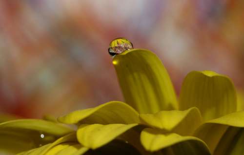 Drops Water Macro Flower Refractive Petals Yellow
