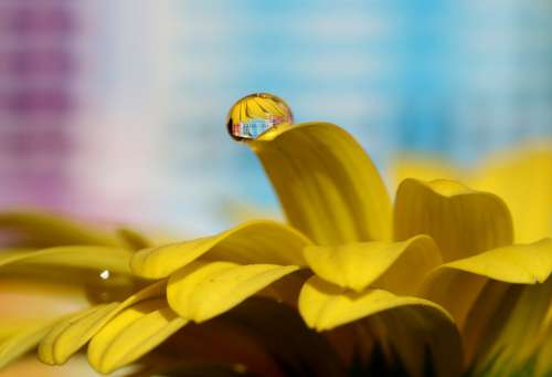 Drops Water Macro Flower Refractive Petals Yellow