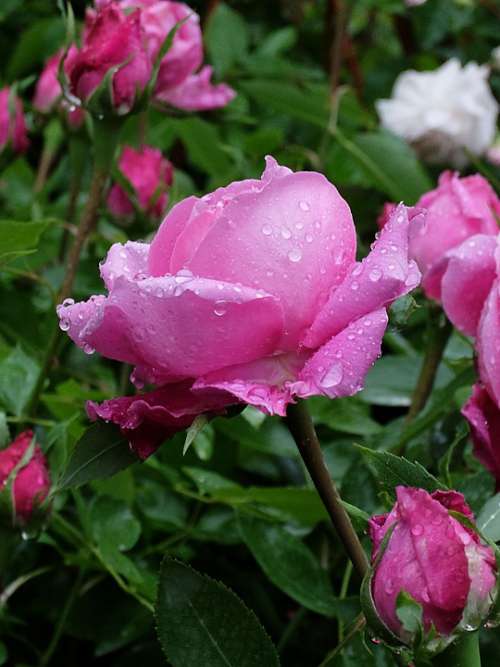 Drops Rain Rosa Flower