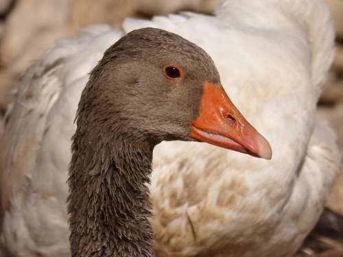 Duck Oca Goose Animal Anátido