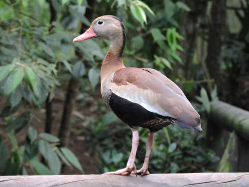 Duck Watchman Look Animals Plumage Ducks