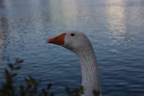 Duck Goose Lake