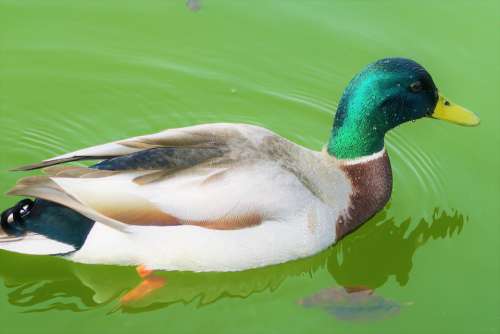 Duck Bird Water Lake Green Animal Nature