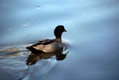 Duck Wild Animal Nature Water