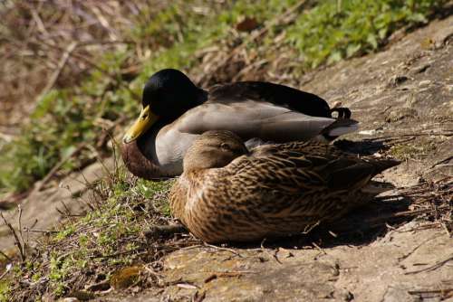 Ducks Duck Bird Animal Nature Plumage Mallard