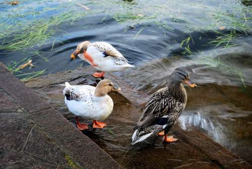 Ducks Nature Animals Birds Freedom Lake Swim