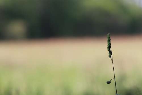 Ear Landscape Nature Venn