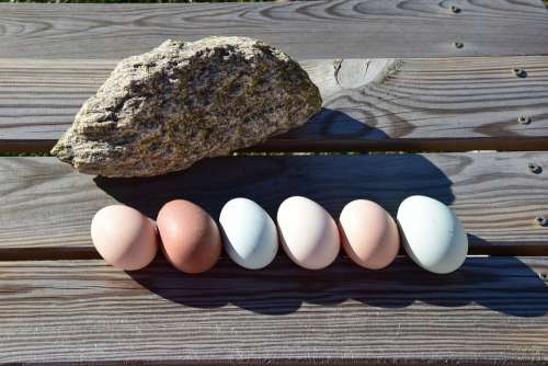 Egg Food Nutrition Chicken Eggs Easter Eggshell