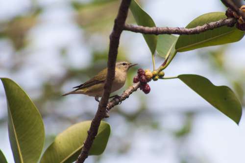 El Salvador Birds Feathers Forest Fly Fauna
