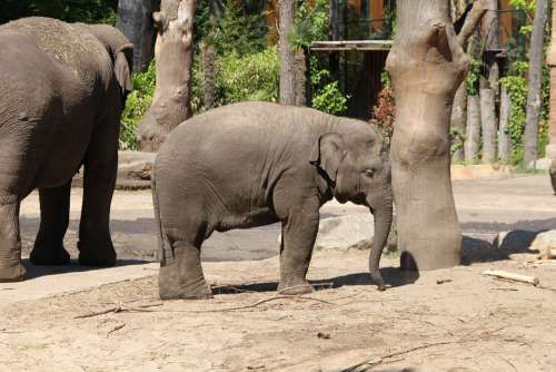 Elephant Zoo Young Cute Animal World