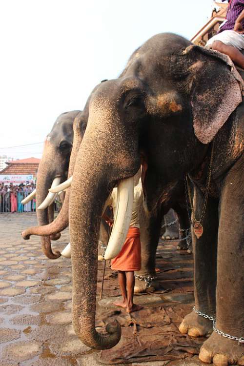 Elephant Festival Hindu India Culture Religion