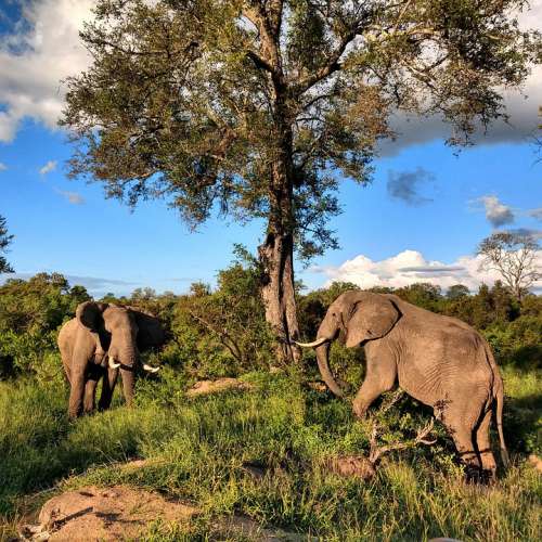 Elephants Africa Safari Wildlife Animal Trunk