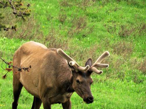 Elk Yellowstone Male Wyoming Hiking Wildlife