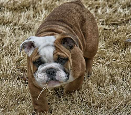 English Bull Dog Dog Animal Bulldog Pedigree