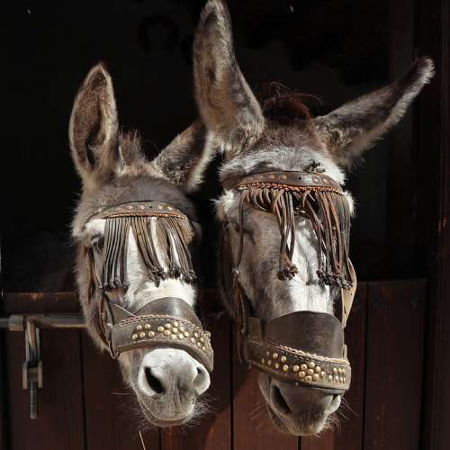 Expensive Donkeys Donkey Livestock Foal