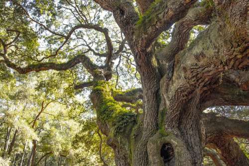Fairy Tree South Carolina Ancient Live Oak