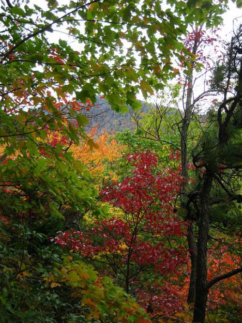 Fall Leaves Color Smoky Mountains Colorful Park