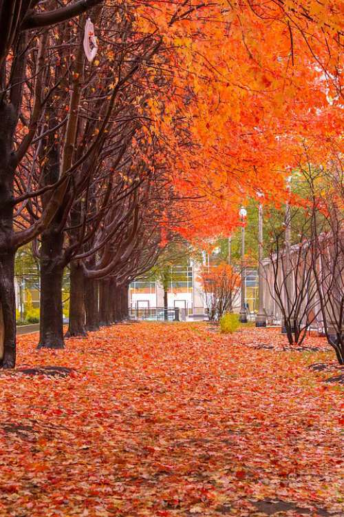 Fall Color Orange Trees Leaves Autumn Colorful