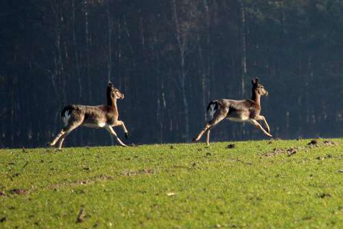 Fallow Deer Jump Arable Forest Animal Movement