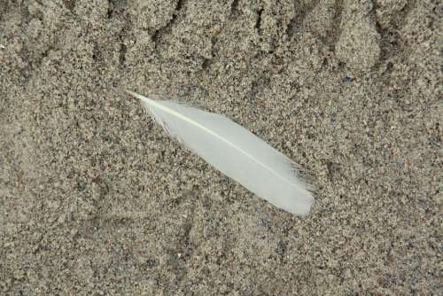 Feather Sand Beach Photo Book Background Bird