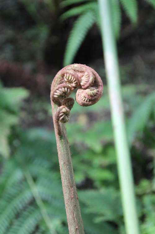 Fern Spring Green Nature Rolled Up Growth