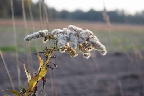 Field Autumn Grass Landscape Nature