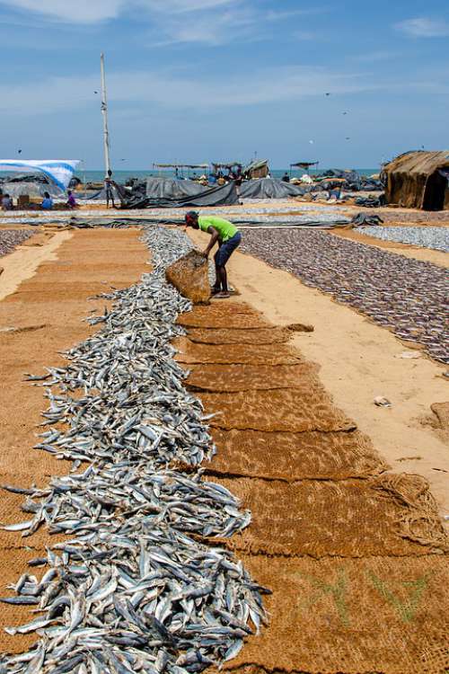 Fish Dried Fish Sardines Asia Fishing Drying