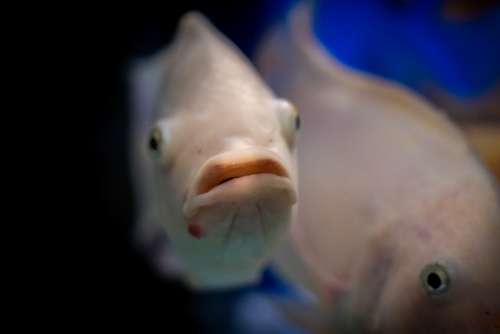 Fish Water Underwater Ocean Nature Sea Animal