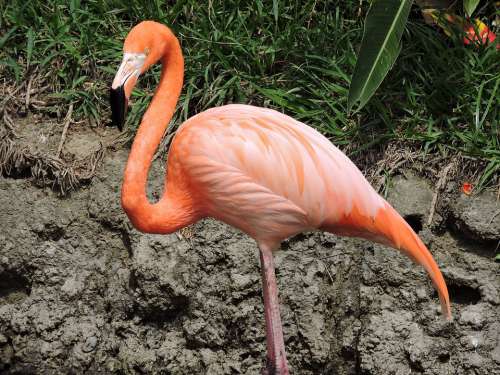 Flamingo Rosa Pen Plumage Exotic Zoo Tropical