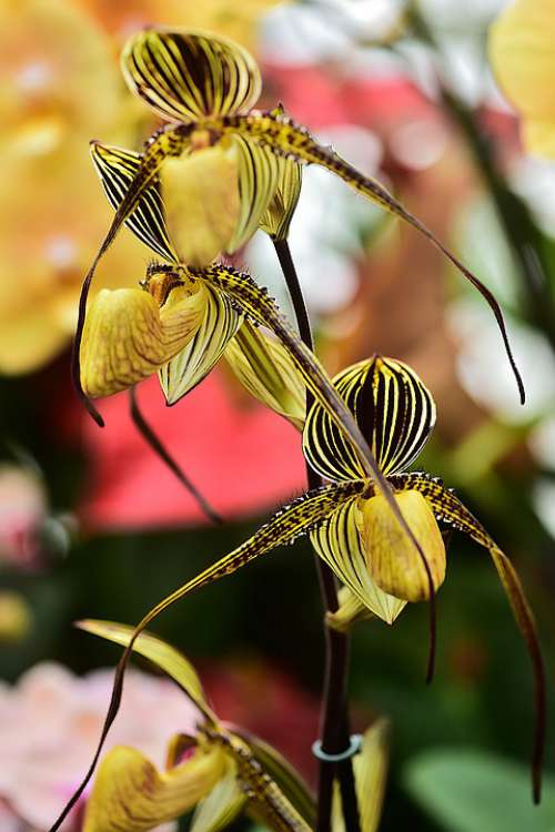 Flower Flowers Orchids Yellow Plants Nature