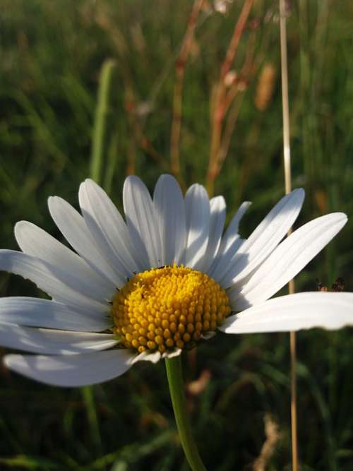 Flower Marguerite Meadow Summer