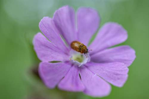 Flower Beetle Purple Pollen