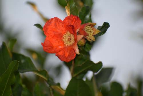 Flower Pomegranate Nature Tree Fruit Bloom Orange