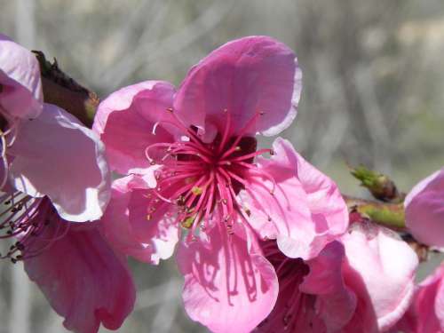 Flower Spring Peach Flowers Rosa Flourishing