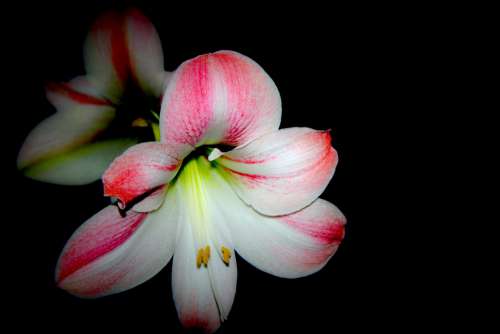 Flower Amaryllis Blossom Bloom Close Up Plant